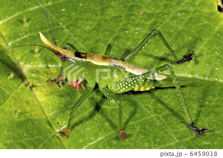 Green cone-head katydid Green cone-head katydid 6459018