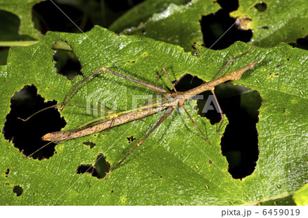 Stick grasshoppers (Proscopiidae) mating Stick grasshoppers (Proscopiidae) mating 6459019