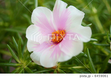 マツバボタン 花言葉 可憐 Portulaca Grandifloraの写真素材
