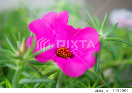 マツバボタン 花言葉 可憐 Portulaca Grandifloraの写真素材