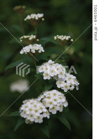 こでまり咲く 6465001