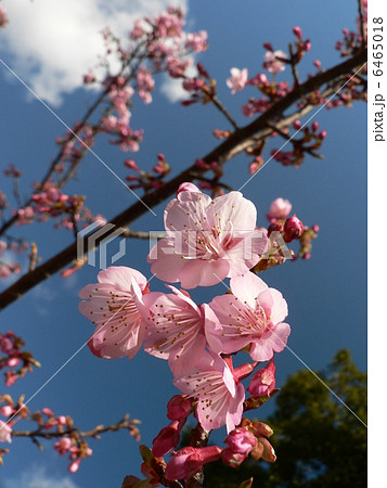 春のさきがけ 6465018