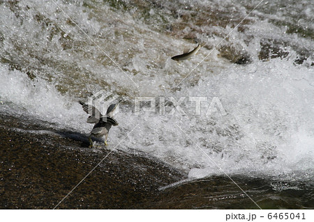 ちょっと大きいな 6465041