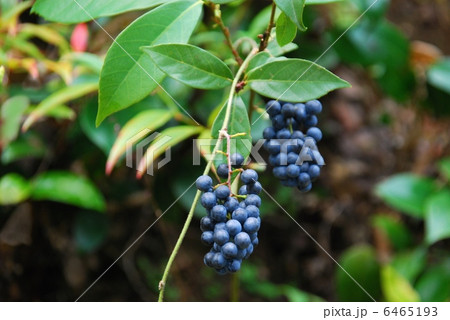 アオツヅラフジ果実 6465193