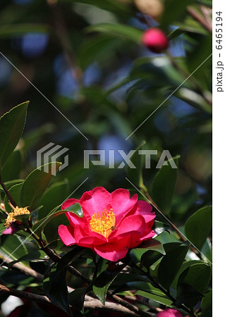 サザンカ 6465194