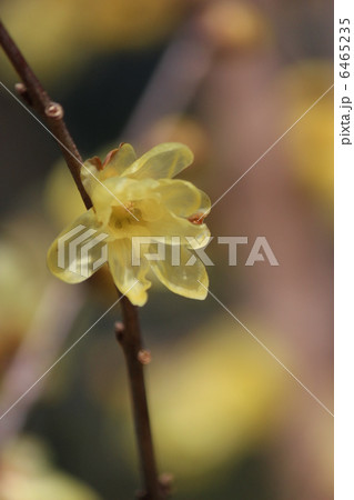 ロウバイ 6465235