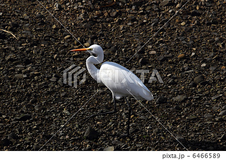 サギ 6466589
