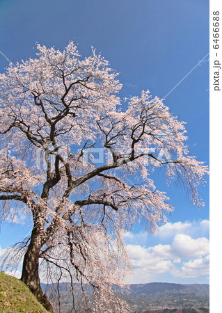 枝垂れ桜 枝垂れ桜 6466688