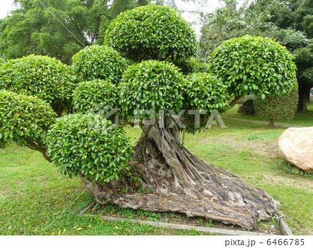 世界遺産「｢中国」華僑の故郷（自力村開平）立園は謝維立の別荘庭園 6466785