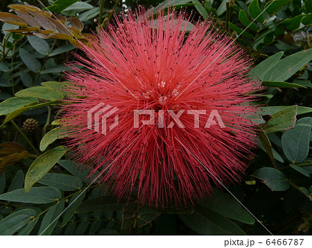 世界遺産「｢中国」華僑の故郷（自力村開平）立園は謝維立の別荘庭園 6466787