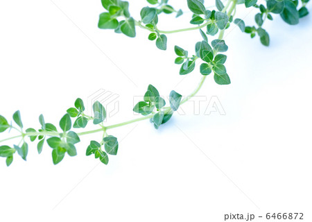 マジョラム マジョラム 6466872