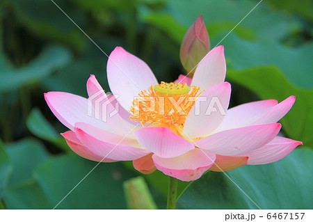 中尊寺　大池蓮－平泉にて 6467157