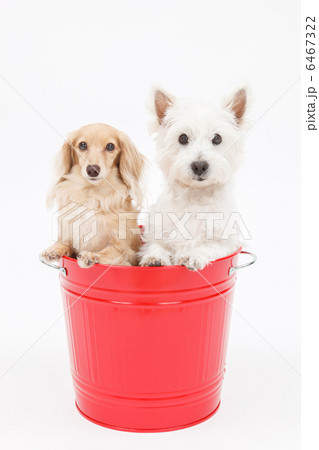 バケツに入った犬 バケツに入った犬 6467322