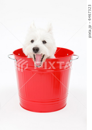 バケツに入った犬 6467323
