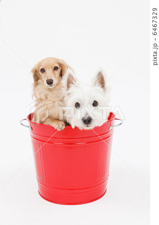 バケツに入った犬 バケツに入った犬 6467329