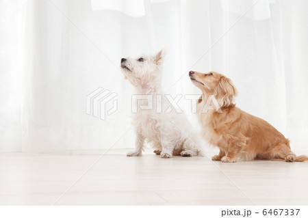 テリアとダックスフント テリアとダックスフント 6467337