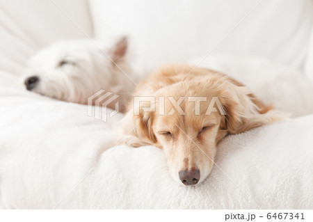 テリアとダックスフント 6467341