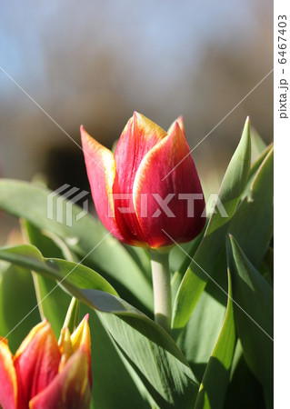 アイスチューリップ－キースネリス－ 6467403