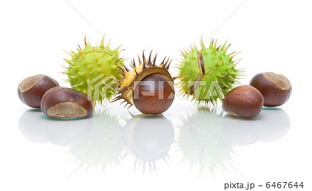 seven mature chestnut on a white background 6467644