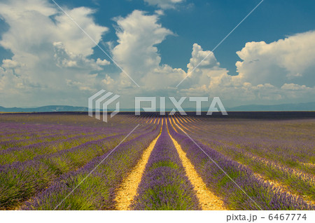 Lavender field, Provence, France 6467774