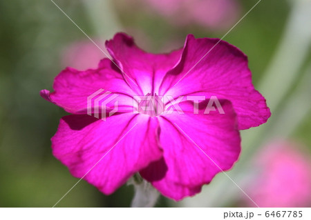 スイセンノウの花 6467785