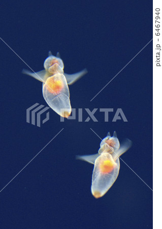 流氷の妖精　クリオネ 6467940