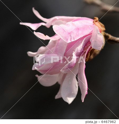 シデコブシ シデコブシ 6467962