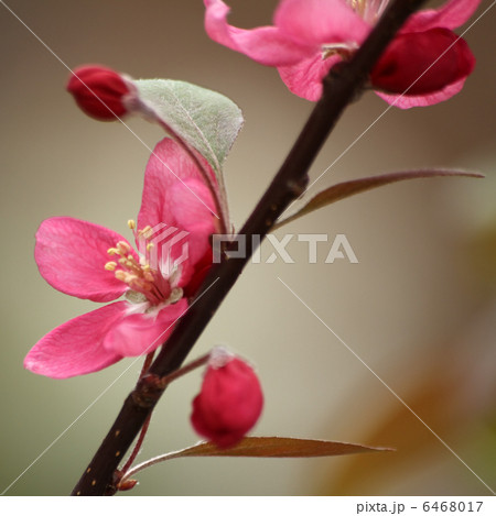 クラブアップル 6468017