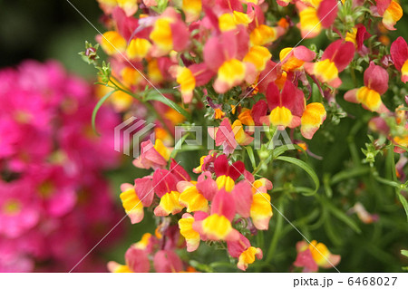 リナリア 6468027