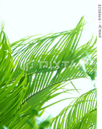 葉シリーズ 6468028