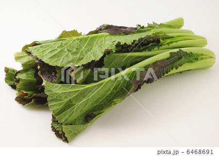 からし菜 6468691