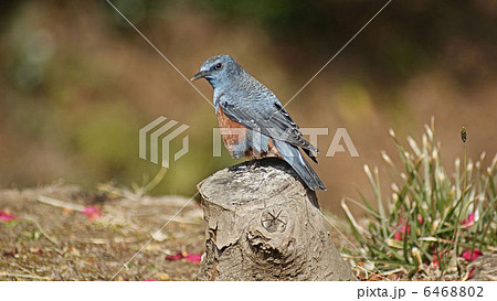 伊豆の野鳥 6468802