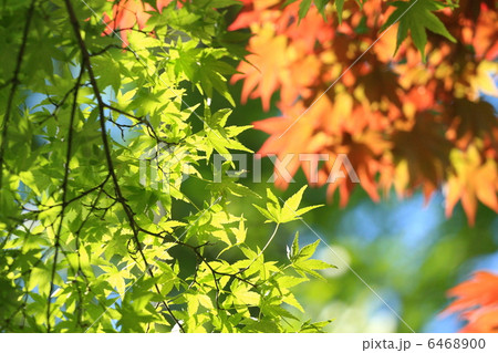三河・香嵐渓の紅葉 三河・香嵐渓の紅葉 6468900