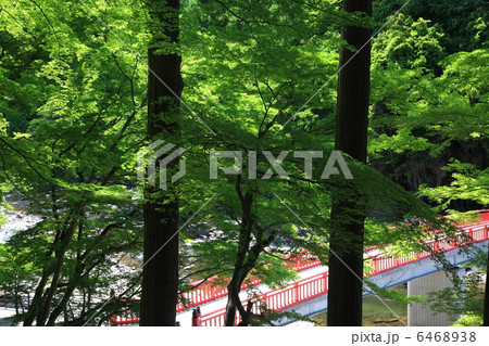 三河・香嵐渓の紅葉 三河・香嵐渓の紅葉 6468938