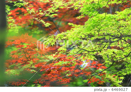 新緑もみじ 新緑もみじ 6469027