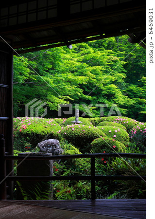 京都・詩仙堂の新緑 京都・詩仙堂の新緑 6469031