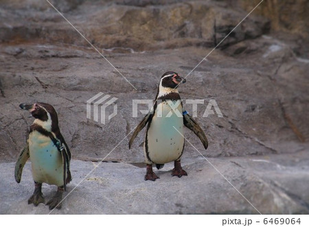 とべ動物園のフンボルトペンギン 6469064