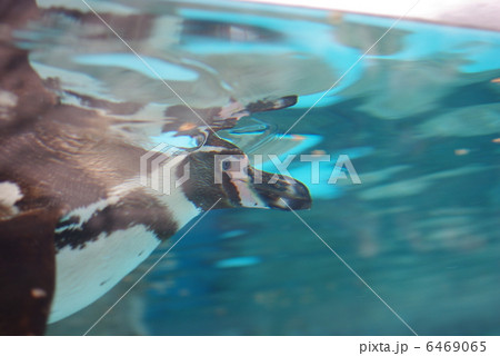 とべ動物園のフンボルトペンギン とべ動物園のフンボルトペンギン 6469065