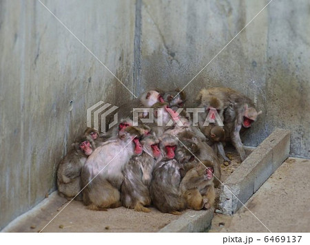 寒風に耐える猿団子 6469137