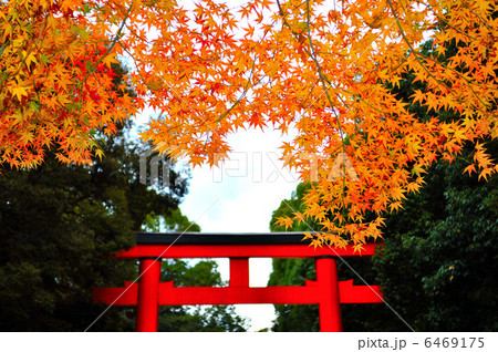 下鴨神社の紅葉 下鴨神社の紅葉 6469175