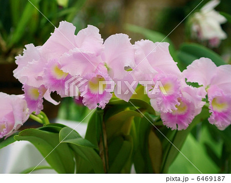 カトレア 花言葉 あなたは美しい Cattleyaの写真素材