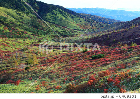 草津白根山の紅葉 6469301