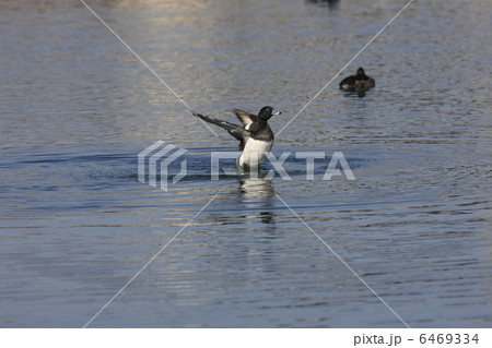 キンクロハジロ キンクロハジロ 6469334