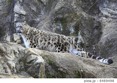 ユキヒョウ ユキヒョウ 6469498