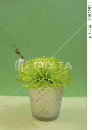 菊 6469594