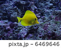 熱帯魚 6469646