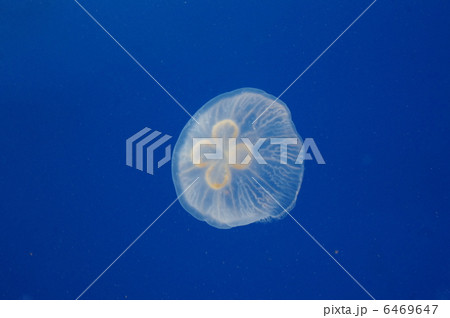 くらげ 6469647