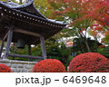 文知摺観音の紅葉 6469648