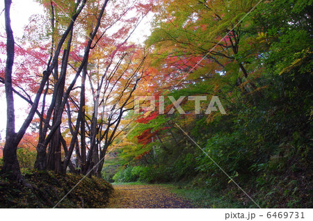 文知摺観音・紅葉の道 6469731