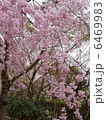 さくら 6469983